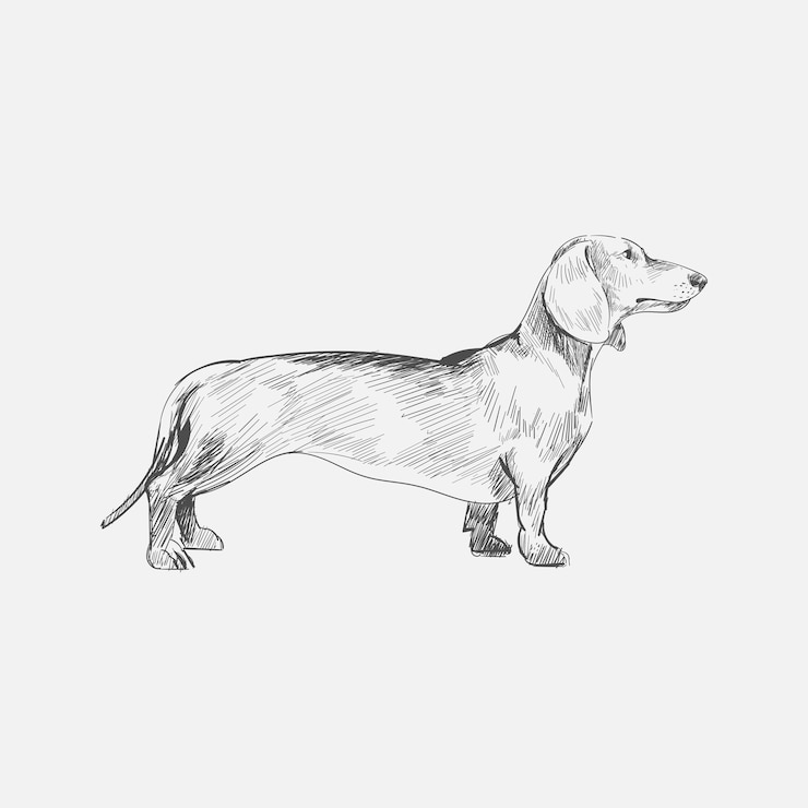 Vector estilo de dibujo de ilustración de perro