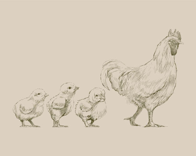 Estilo de dibujo de ilustración de pollo