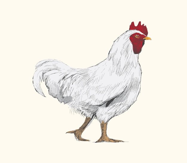 Vector estilo de dibujo de ilustración de pollo