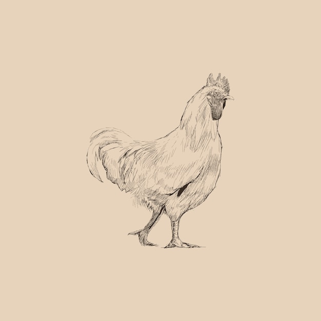 Estilo de dibujo de ilustración de pollo