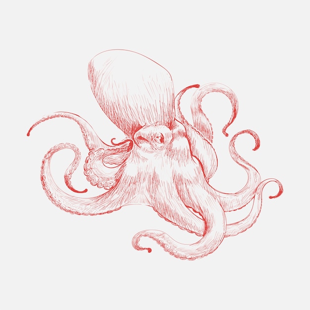 Estilo de dibujo de ilustración de pulpo