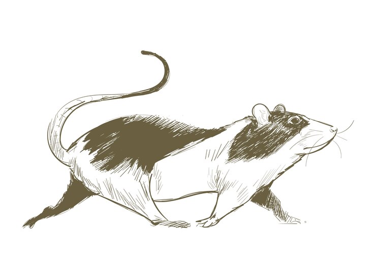 Vector estilo de dibujo de ilustración de rata