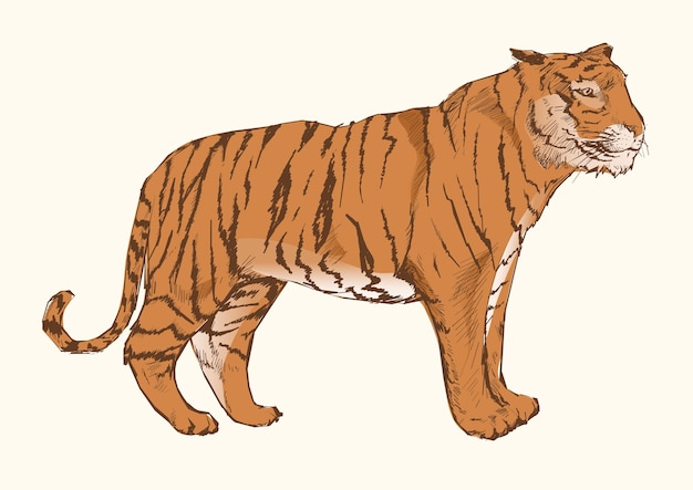 Estilo de dibujo de ilustración del tigre