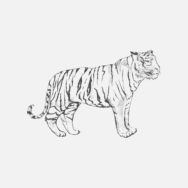 Estilo de dibujo de ilustración del tigre