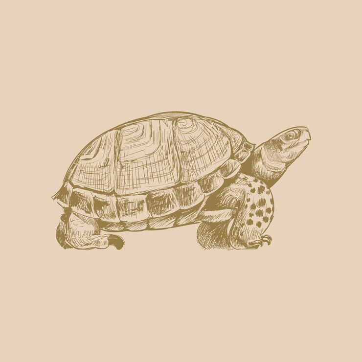 Vector estilo de dibujo de ilustración de tortuga