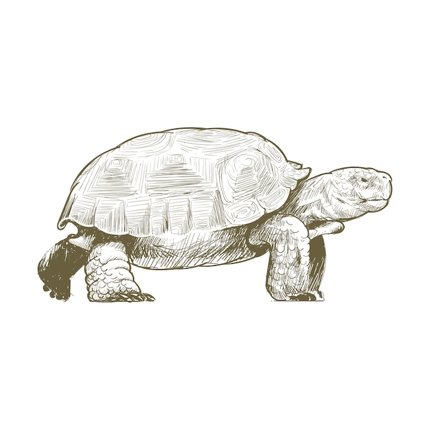 Vector estilo de dibujo de ilustración de tortuga