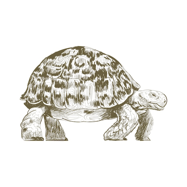 Vector estilo de dibujo de ilustración de tortuga