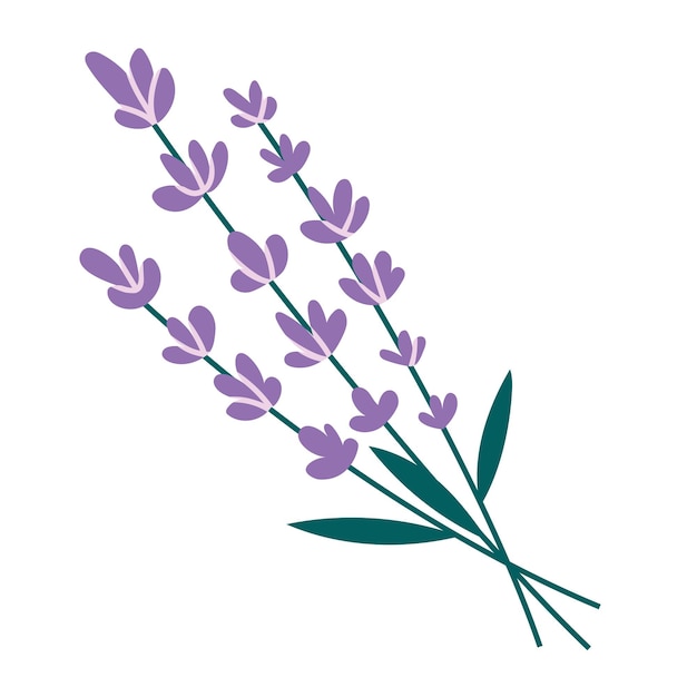 Estilo de dibujos animados de ramo de lavanda Diseño plano dibujado a mano para el cuidado de la piel Ilustración de vector moderno de moda aislado sobre fondo blanco