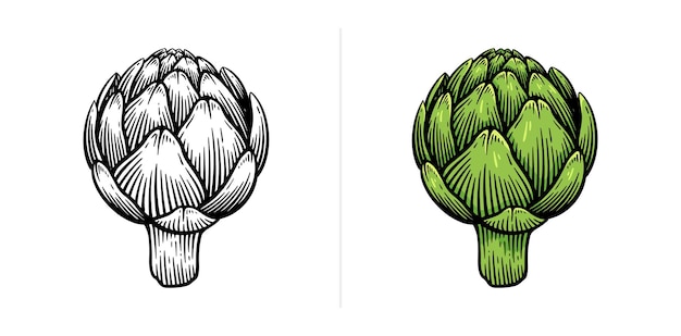 Estilo de grabado de alcachofa dibujado a mano Ilustración vectorial Arte de líneas monocromáticas y versiones en color