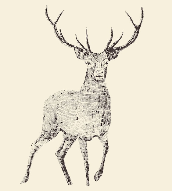 Estilo de grabado de ciervo, ilustración vintage