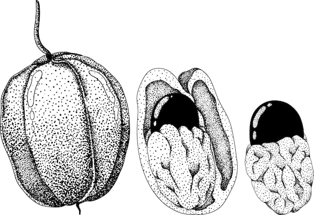 Estilo grabado dibujado a mano Ackee Blighia sapida o planta medicinal achee Ilustración vectorial