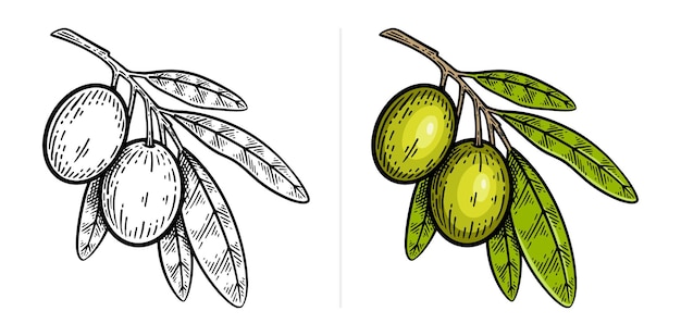 Estilo de grabado de rama de olivo dibujado a mano Ilustración vectorial Arte de líneas monocromáticas y versiones en color