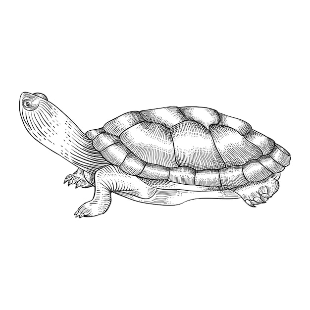 Vector estilo de grabado de tortuga dibujado a mano