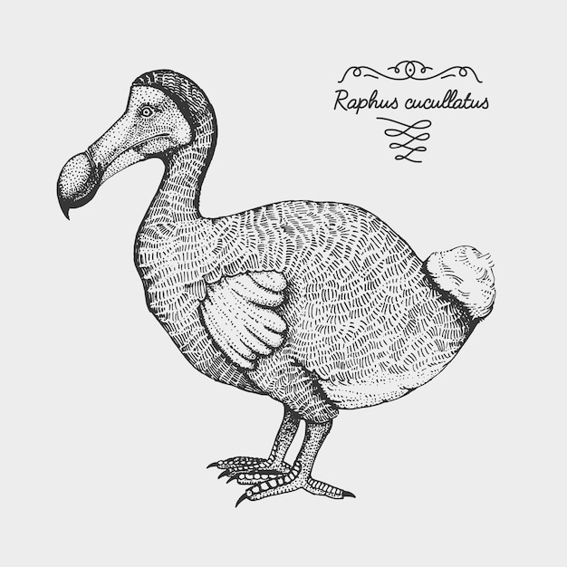 Estilo gráfico de boceto de pájaro realista vectorial dibujado a mano