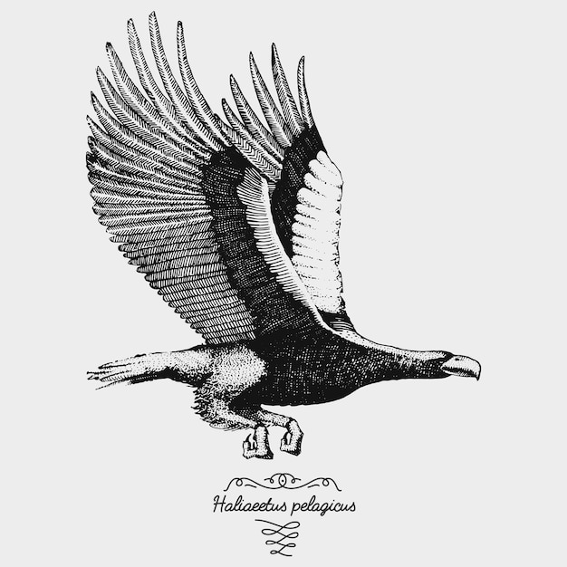 Vector estilo gráfico de boceto de pájaro realista vectorial dibujado a mano