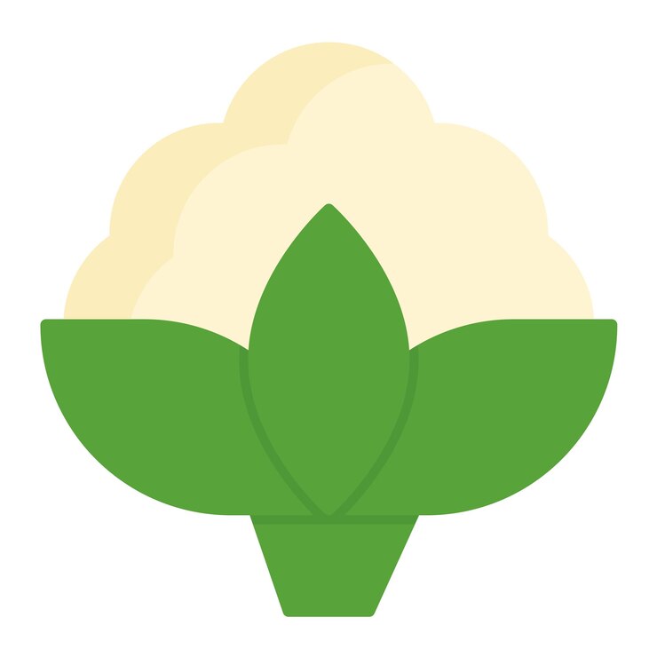 Vector estilo de ilustración vectorial de la coliflor