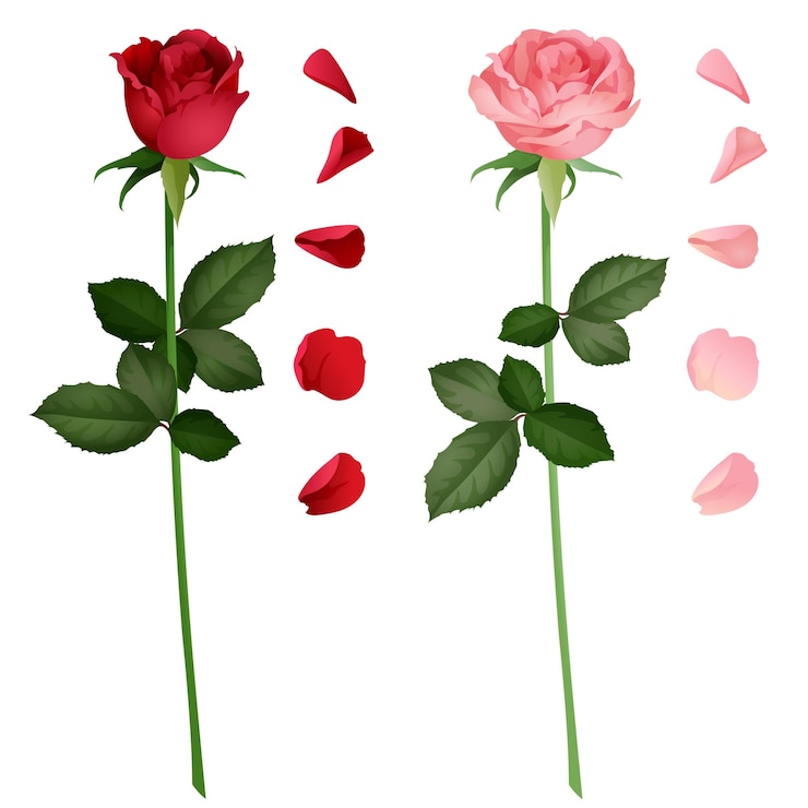 Vector estilo realista rosa y rojo