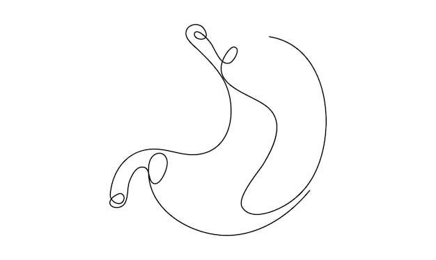 Estómago un dibujo de línea continua concepto de anatomía en fondo blanco minimalismo