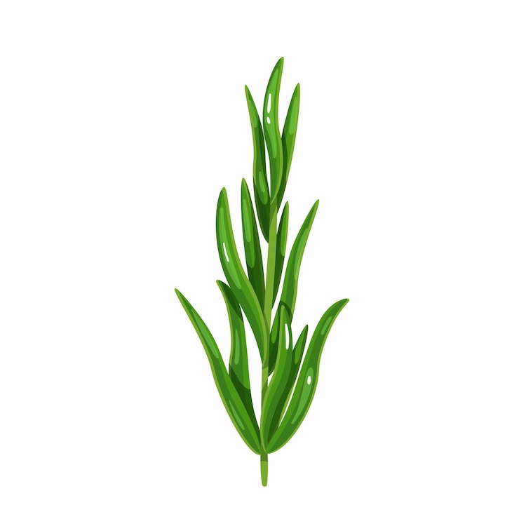 Vector estragón verde, comida vegetariana, menú saludable. especias, ensaladas y comidas. ilustración de vector aislado en estilo de dibujos animados.