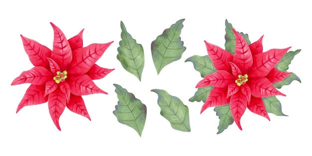 Estrella de Navidad Poinsettia flor roja con y sin hojas Clipart botánico Ilustración con acuarela y marcador Arte aislado dibujado a mano Diseño festivo para Navidad y Año Nuevo
