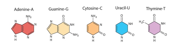 Vector estructura del adn. cuadro médico.