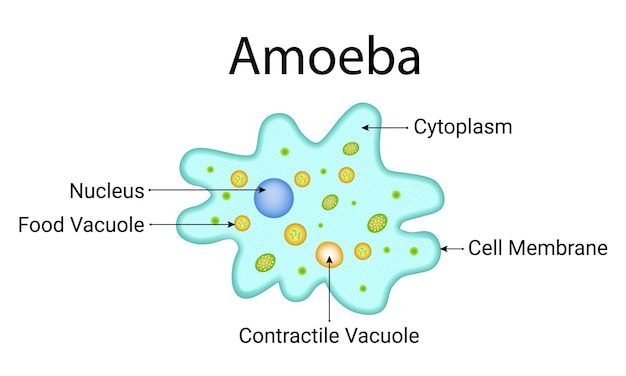 Estructura De La Ameba Citoplasma Membrana Celular Vacuola Contráctil Núcleo Vacuola De Alimentos Ilustración