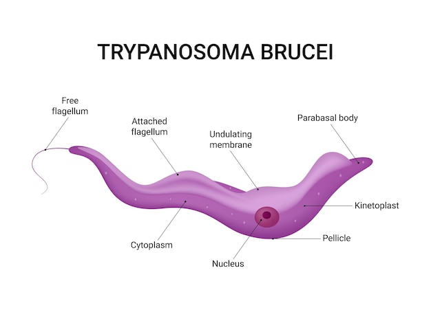 Estructura y anatomía de las células de Trypanosoma Brucei