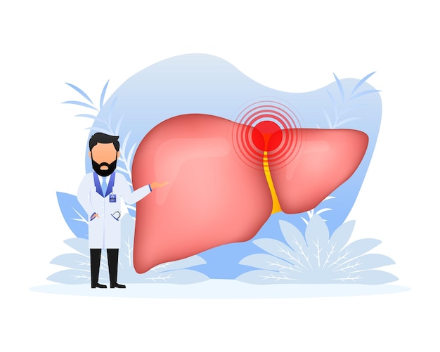 Estructura de la anatomía del hígado Órgano de la vesícula biliar digestiva Ilustración vectorial