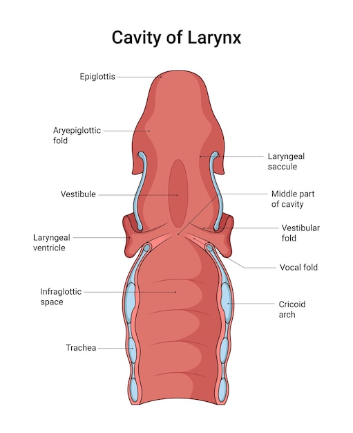 Estructura anatómica de la cavidad laríngea