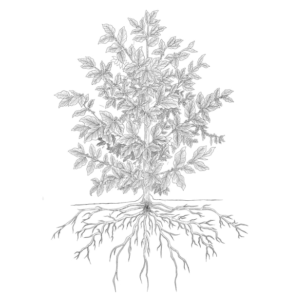 Estructura del café Anatomía de la planta Ilustración botánica
