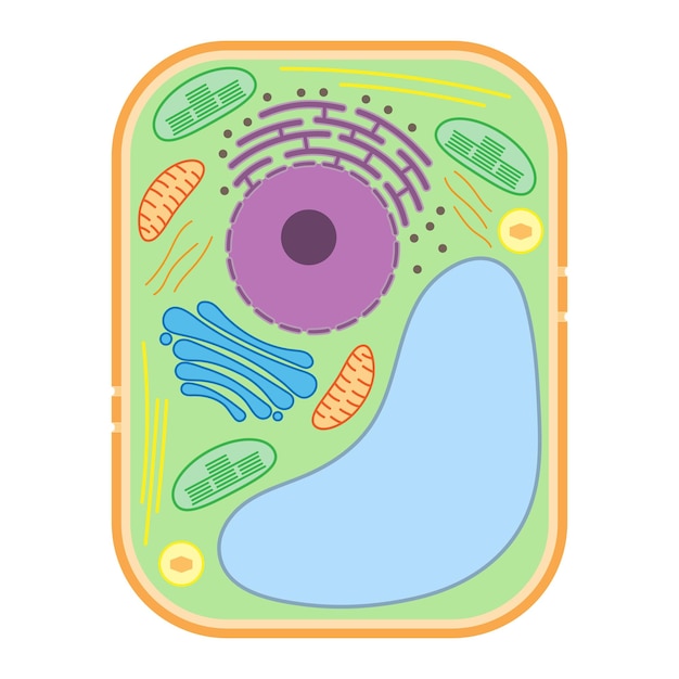 Vector estructura de una célula vegetal organelos de células vegetales.