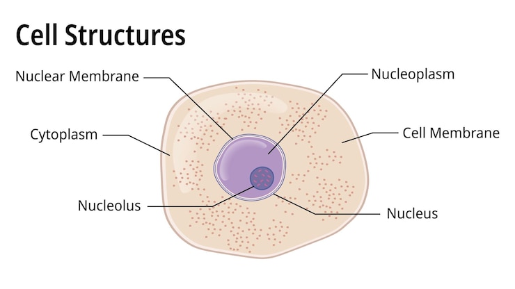 Vector la estructura de las células en el microscopio con guía de estudio ilustración de vectores médicos