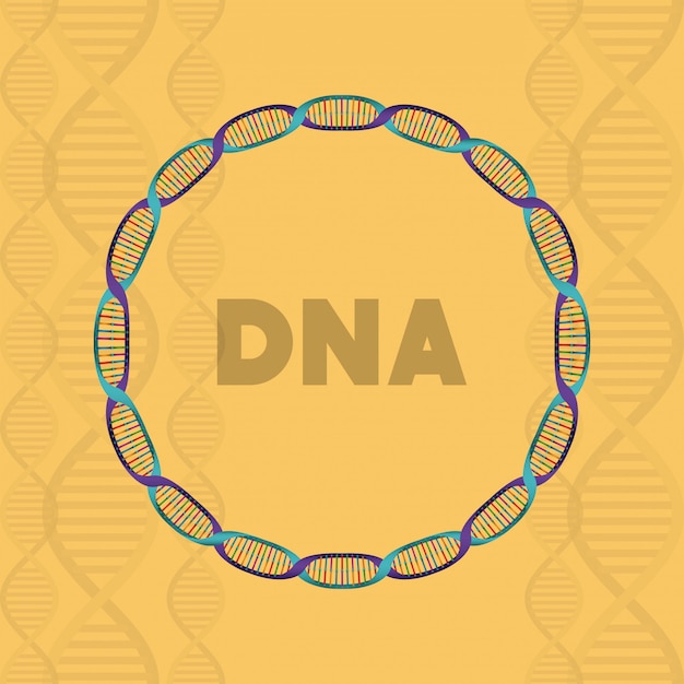 Estructura circular de la molécula de adn.