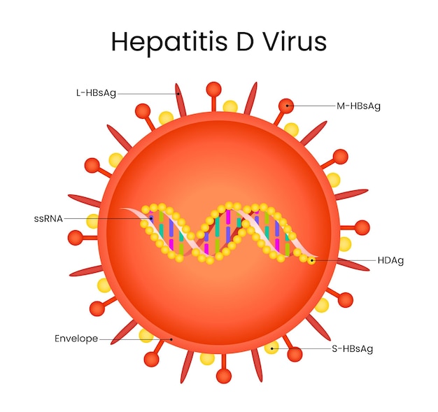 Estructura y componentes del virus de la hepatitis D