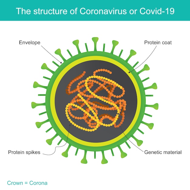 La estructura del coronavirus o covid-19. ilustración de infografía