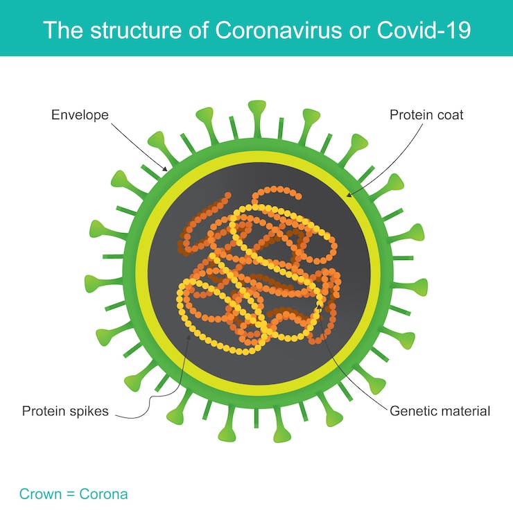 Vector la estructura del coronavirus o covid-19. ilustración de infografía