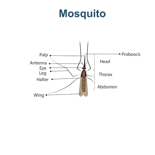 Vector estructura detallada del mosquito