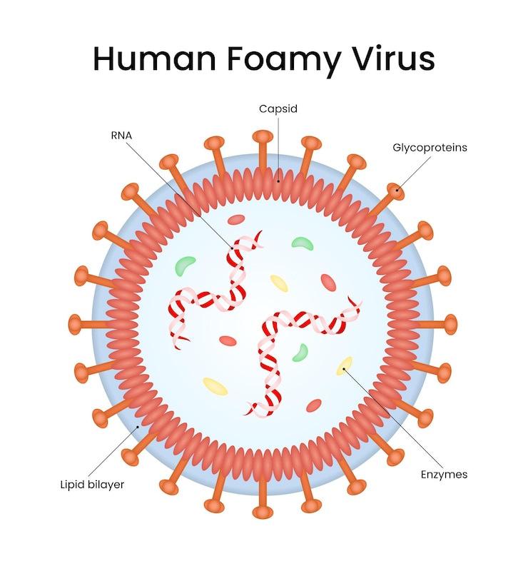 Vector estructura del diagrama del virus de la espuma humana