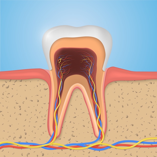 Vector estructura del diente.