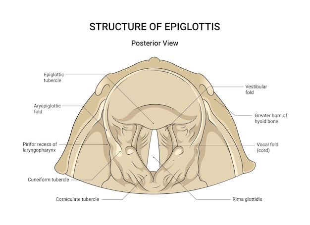 Estructura de la epiglotis vista posterior