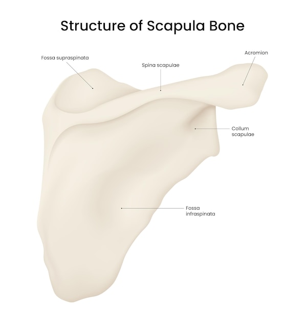 Estructura de la escápula vista posterior