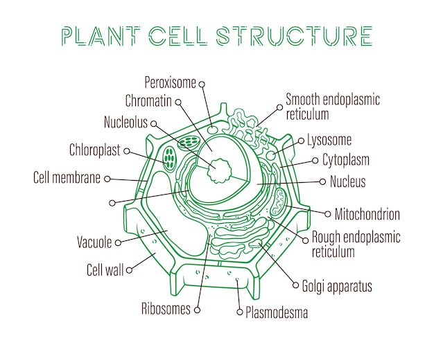 Vector estructura esquemática de la célula vegetal.