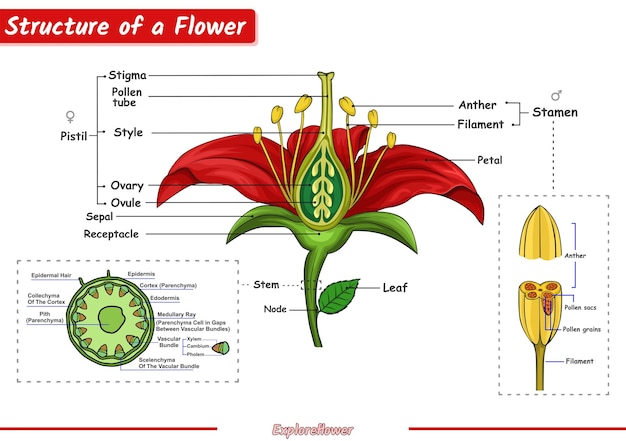 Estructura de una flor