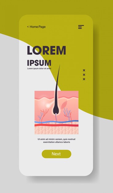 Estructura del folículo piloso órgano interno humano anatomía biología cuidado de la salud concepto médico sistema del cuerpo pantalla del teléfono inteligente aplicación móvil copia vertical espacio plano ilustración vectorial