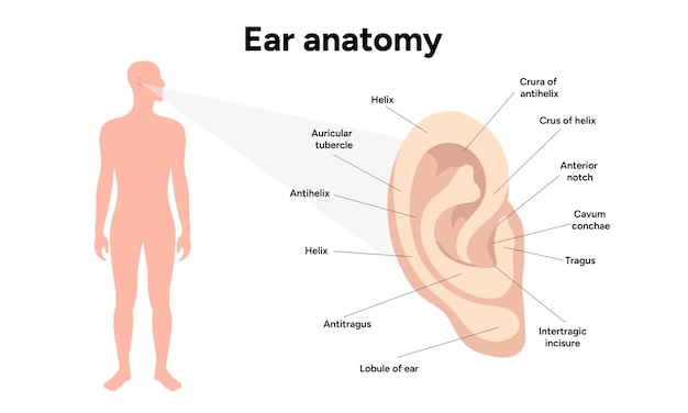 Estructura y función de la anatomía del oído externo El sistema vestibular del oído humano