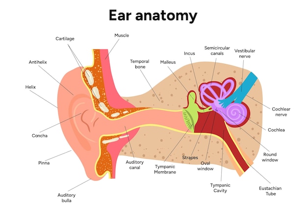 Estructura y función del oído interno Anatomía del sistema vestibular del oído humano