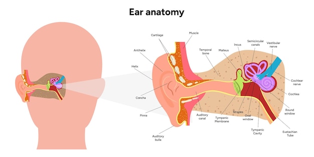 Estructura y función del oído interno Anatomía del sistema vestibular del oído humano