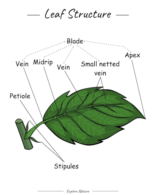 Estructura de la hoja