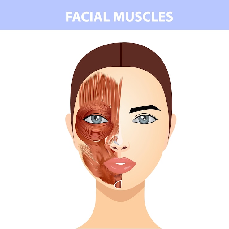 Vector la estructura de los músculos de la cara y el cuello femeninos, la mitad de los músculos de la cara y la mitad de la piel.