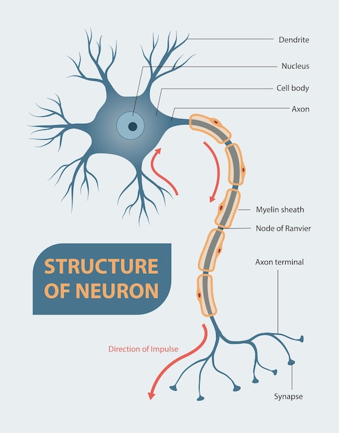 Estructura de la neurona